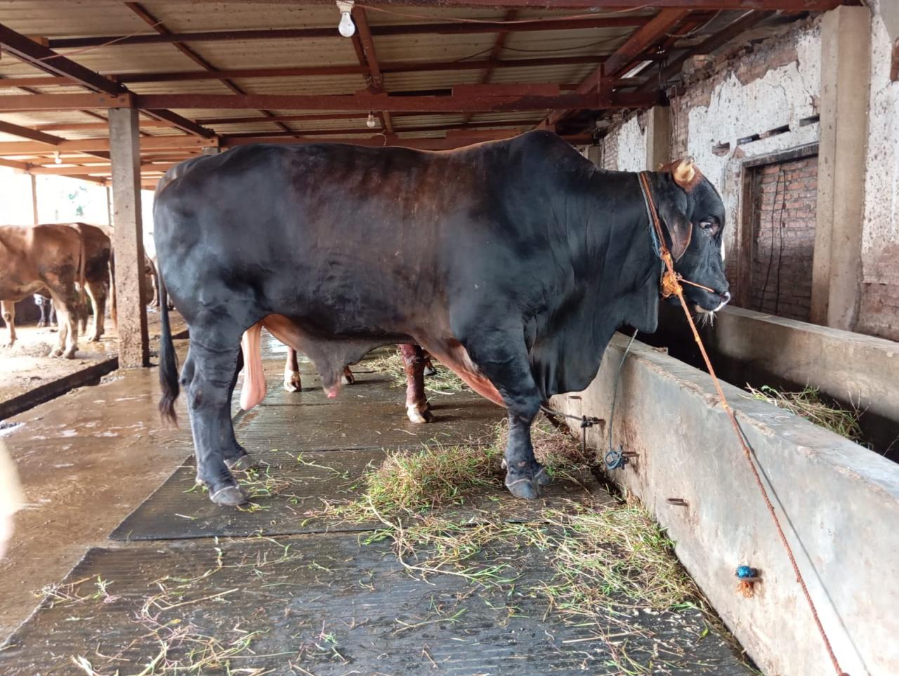 Sapi Premium