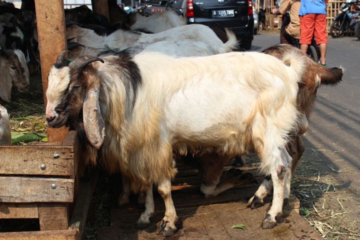 Kambing Standar